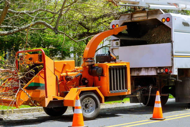 Professional  Tree Services in Alice, TX